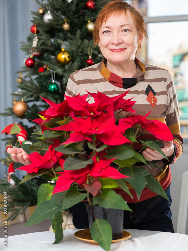 Mature woman with Poinsettia flowers in flowering pot at home