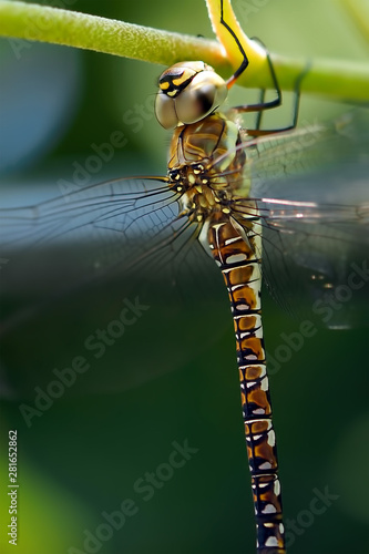 Dragonfly