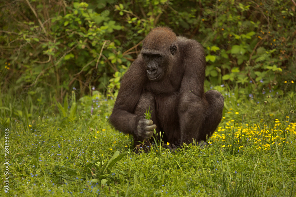 Fototapeta premium Western gorilla (Gorilla gorilla) in zoo.
