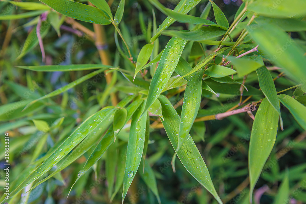 Beautiful bamboo leaves with water drops close up Beautiful bamboo leaves with water drops close up