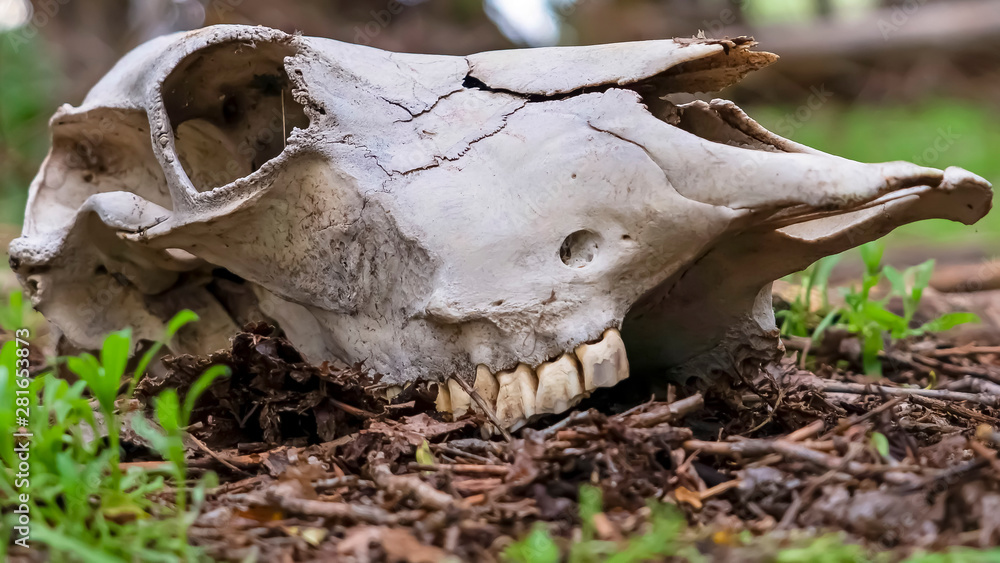 Panorama Close up of an animal skull in the forest with blurry trees and sky background Panorama Close up of an animal skull in the forest with blurry trees and sky background