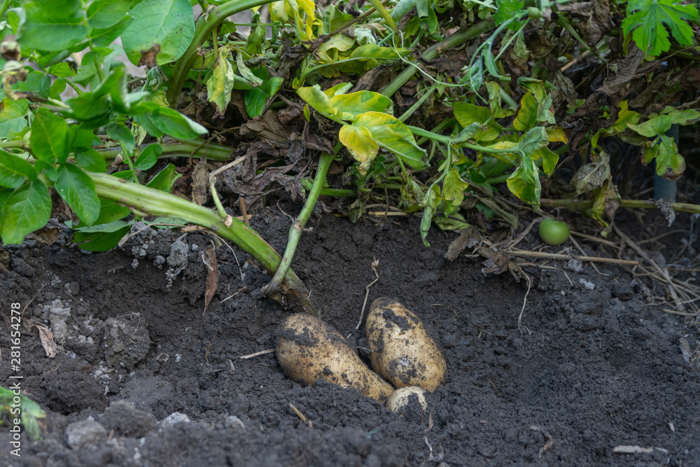 Obraz premium Potato harvest