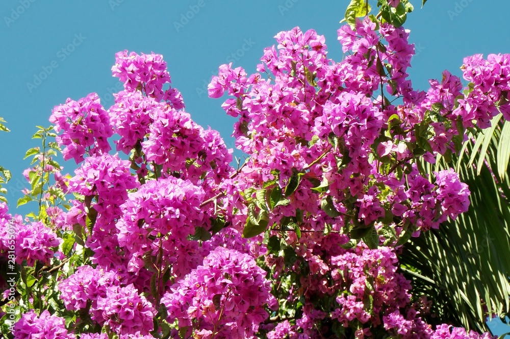 purple flowers in the garden