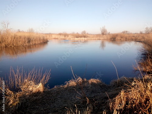 River bed with reeds in the spring morning