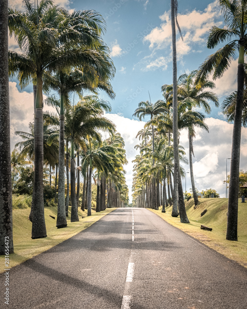 Road with palm trees on a sunny day