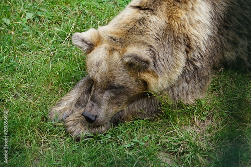 Braunbär