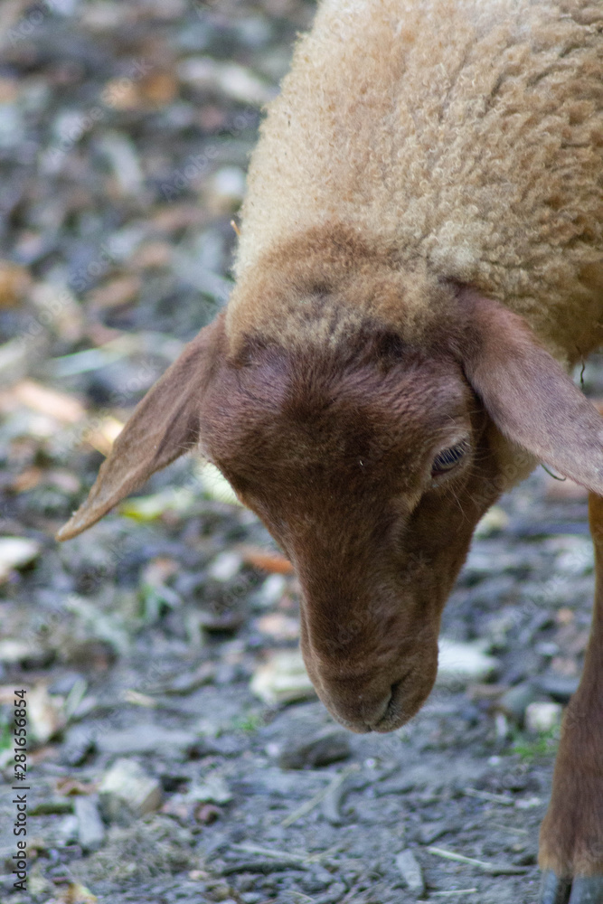 sheep frontal 2