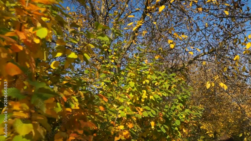 Autumn colorful leaves on walnut tree. Close Up of single-seeded stone fruits of the walnut tree Autumn colorful leaves on walnut tree. Close Up of single-seeded stone fruits of the walnut tree