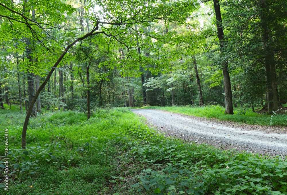 Obraz premium Path Through Woods