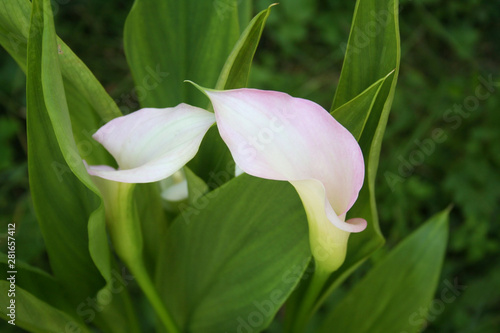 Fotografía Pale pink Calla lilies in the garden