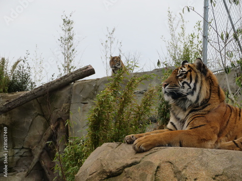 tigers in zoo