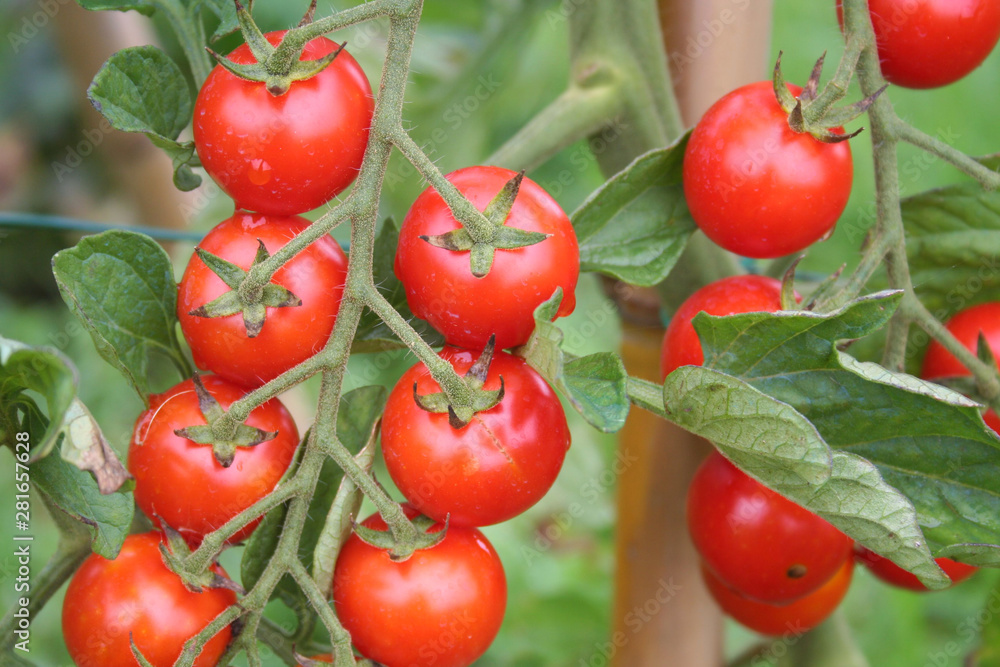 Ripe red cherry tomatoes on branch in the vegetable garden. Tomato plant on summer