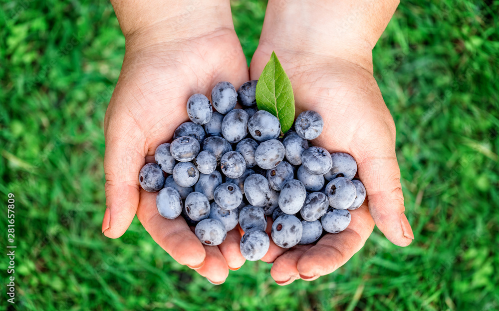 Woman hands with freshly picked blueberries at the summer garden. High angle view. Woman hands with freshly picked blueberries at the summer garden. High angle view.