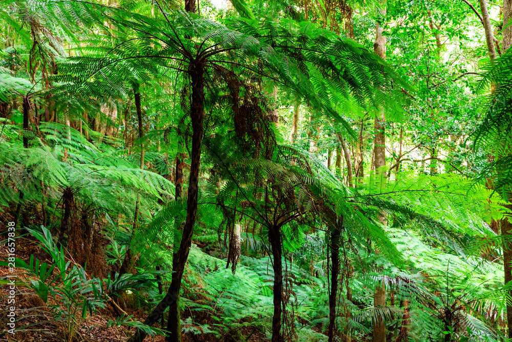 Fototapeta premium Lush Australian rainforest in the Lamington National Park