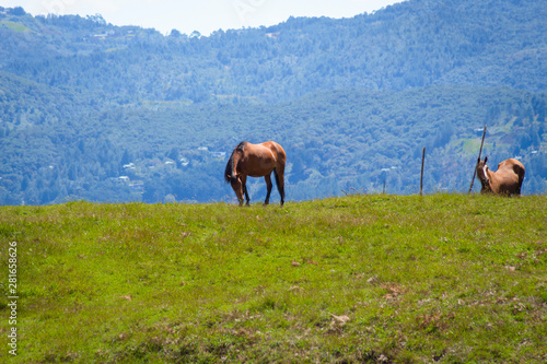Horse in a pasture in the mountain valley