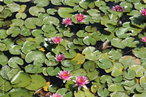 flor de agua parque del oeste  málaga