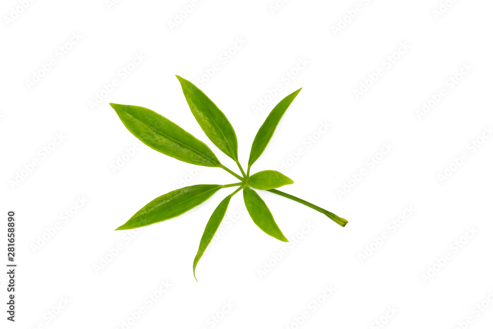 Schefflera leucantha leaves on white background Schefflera leucantha leaves on white background