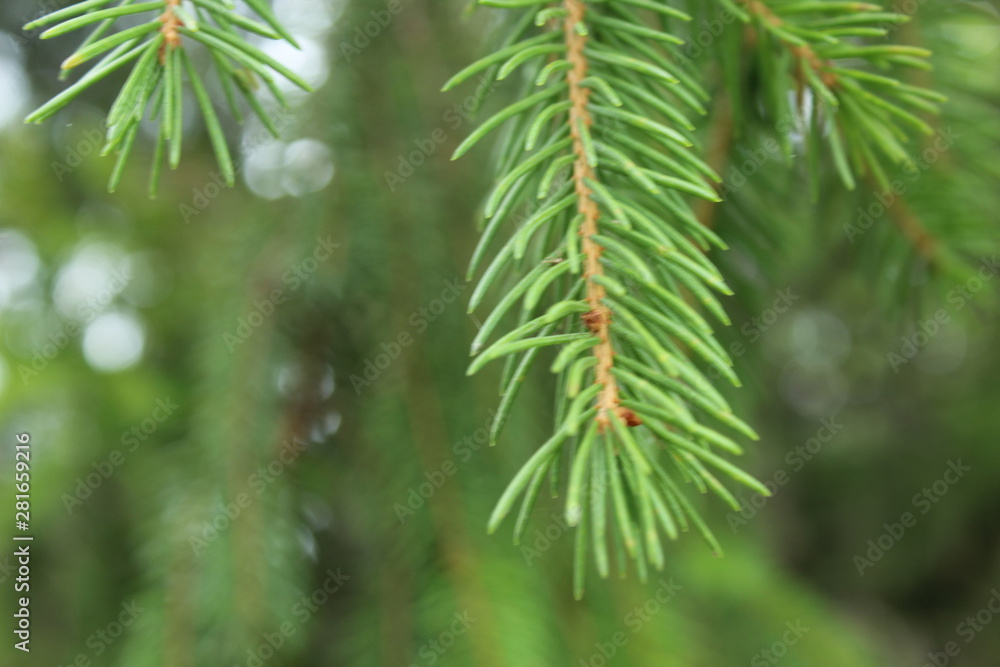green branch of spruce or pine green branch of spruce or pine