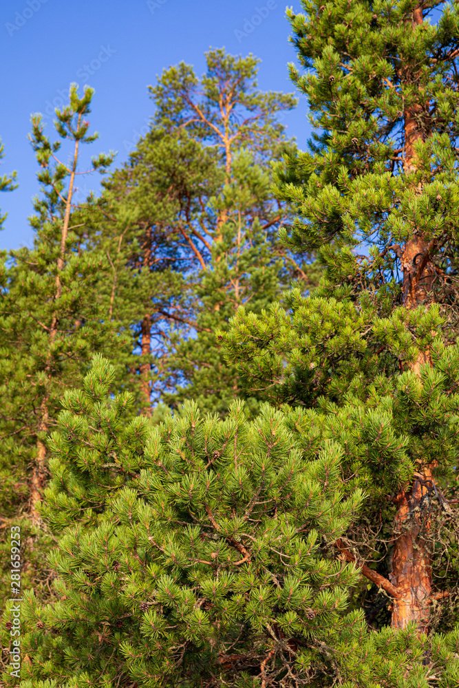 Lush pine tree branches in nature Lush pine tree branches in nature