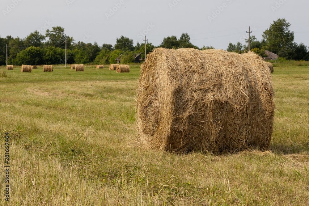 Rolled haystacks on an agricultural field. Landscape. Rolled haystacks on an agricultural field. Landscape.