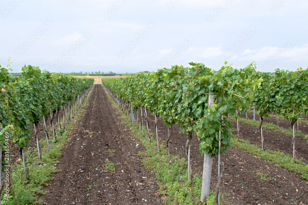 Grape vines in the national park Neusiedler See in the Illmitz Burgenland
