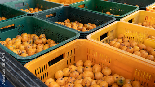 a Japanese medlar is round and small yellow fruit photo