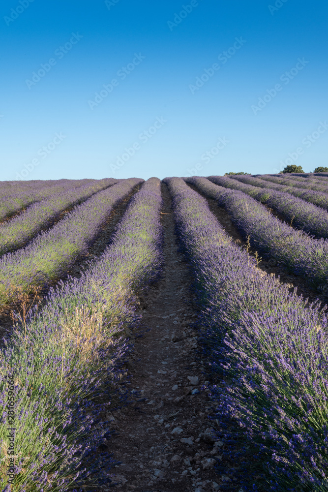 Fototapeta premium Rows of vertical lavender plantations in Brihuega, Spain, Europe