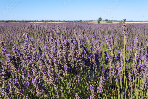 Purple lavender field are the blue sky background in Brihuega, Spain, Europe