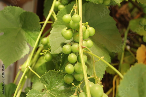 green grapes on a green branch
