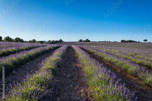 Landscape of rows of lavender with trees in the background in Brihuega, Spain, Europe