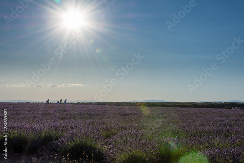 Landscape at sunset in a lavender field with walkers in Brihuega, Spain, Europe © Arantxa Forcada
