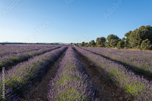 Landscape with rows of lavender plantations and trees in Brihuega, Spain, Europe