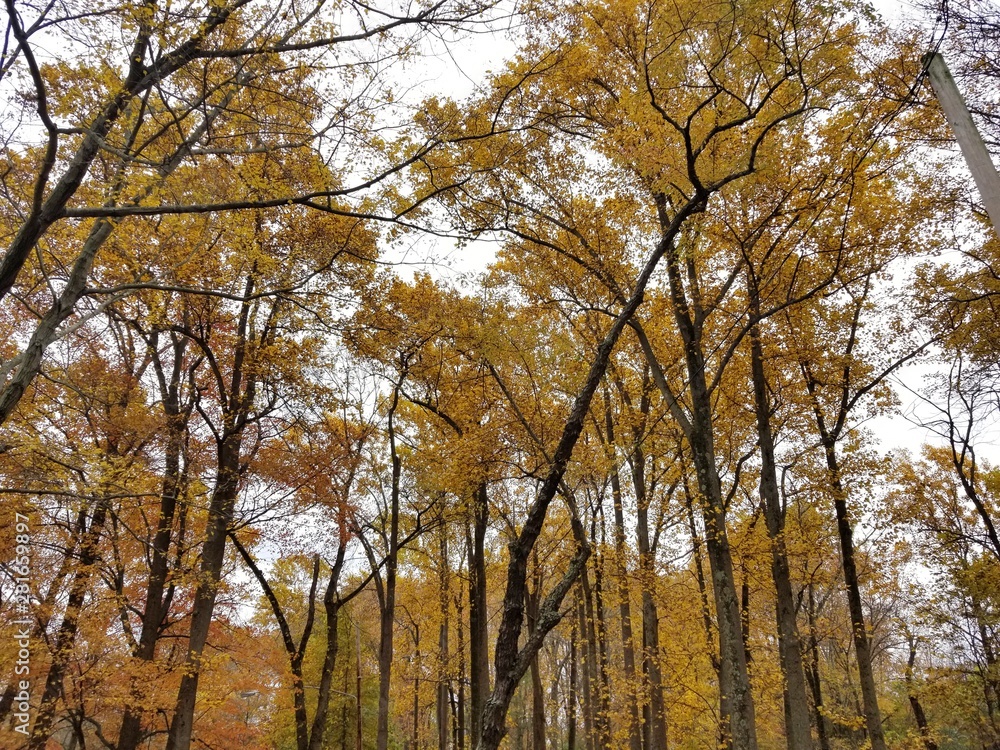 Fototapeta premium Tall Autumn Trees