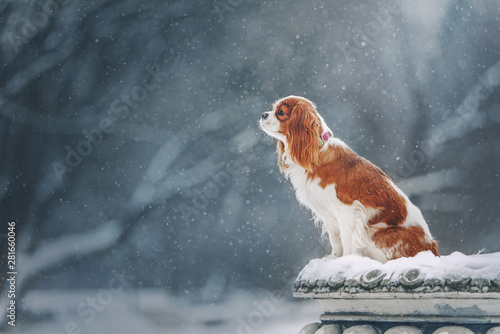 Obraz na plátne Cavalier king charles spaniel for a walk in winter