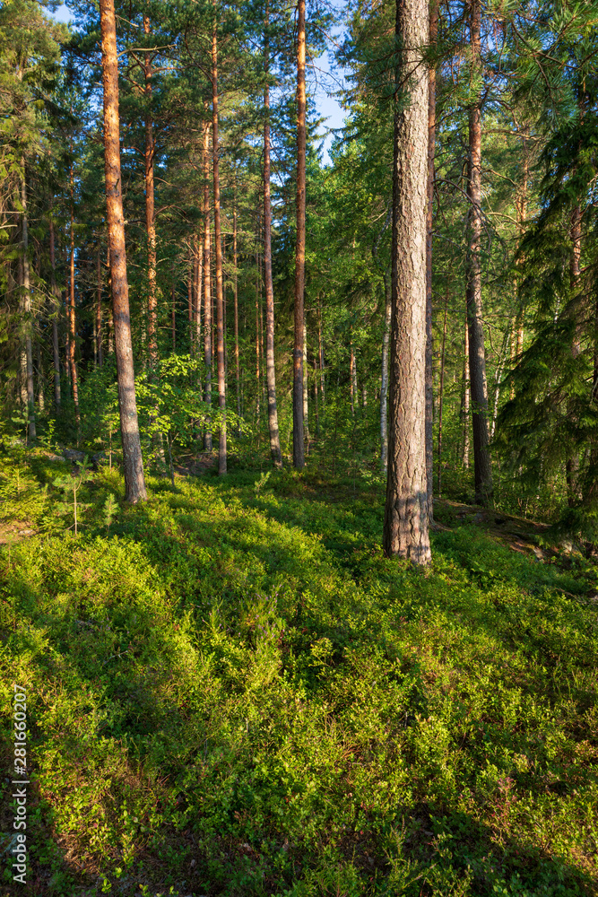 Beautiful finnish forest at sunrise light landscape Beautiful finnish forest at sunrise light landscape