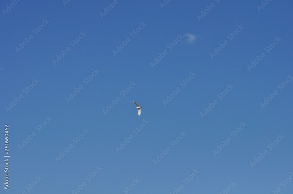The beautiful birds Little egret in the natural environment The beautiful birds Little egret in the natural environment
