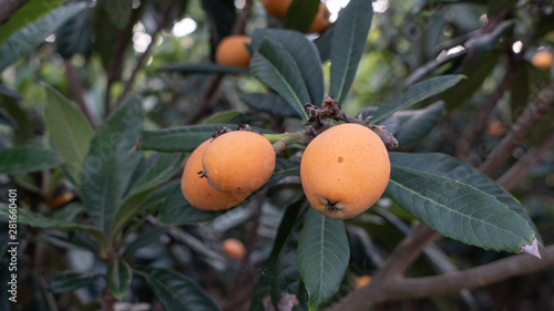 a Japanese medlar is round and small yellow fruit photo