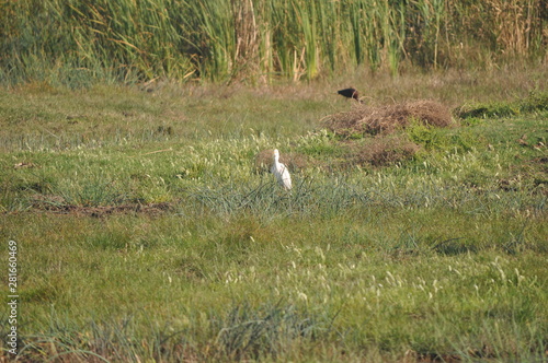 The beautiful birds Little egret in the natural environment