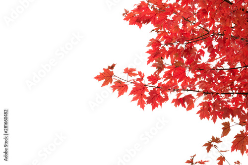 Detail of japanese maple autumnal red foliage