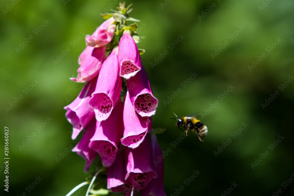 Beautiful park garden view of purple flower in a countryside home garden. Beautiful park garden view of purple flower in a countryside home garden.