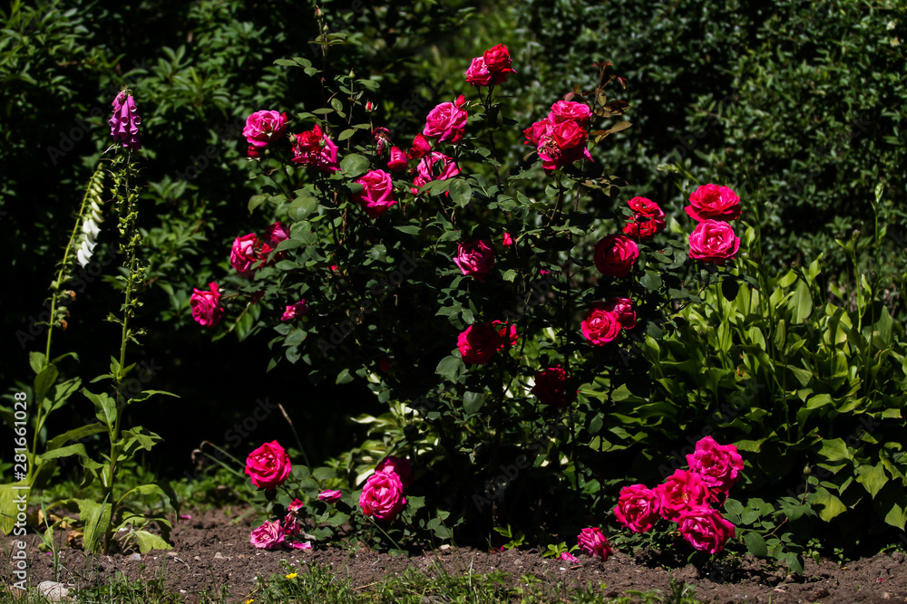 Beautiful small countryside garden view of beautiful blooming roses.
