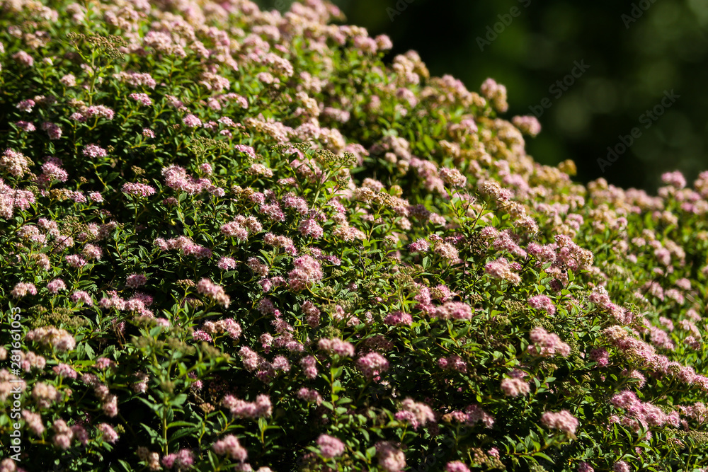 Obraz premium Small, beautiful pink flowers in a countryside home park garden in a sunny day.