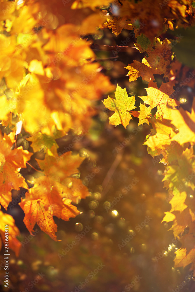 Autumn leaves on sunny background. Banner with blurred background. Cozy fall mood. Season and weather concept, light bokeh Autumn leaves on sunny background. Banner with blurred background. Cozy fall mood. Season and weather concept, light bokeh