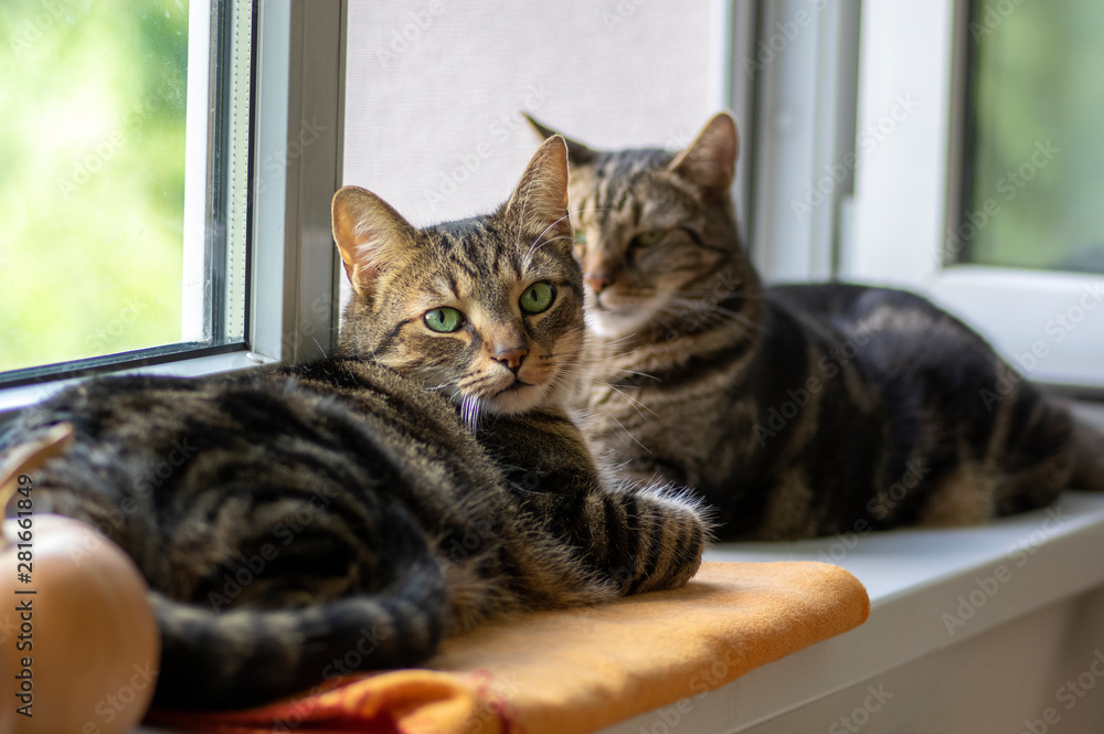 Two lazy domestic tiger cats lying on window sill relaxing