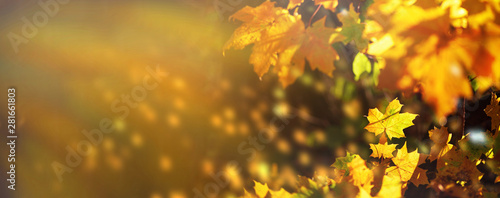Orange  yellow maple leaves background. Golden autumn concept. Sunny day  warm weather. Banner with light bokeh. Banner