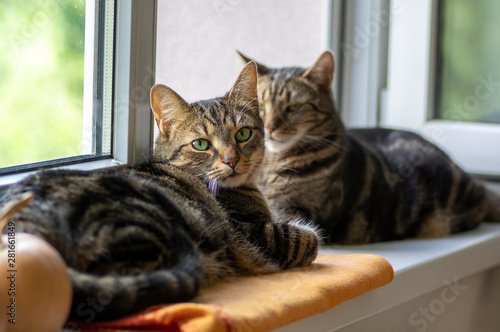 Two lazy domestic tiger cats lying on window sill relaxing