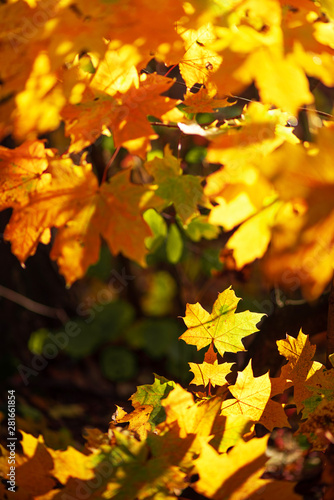 Orange  yellow maple leaves background. Golden autumn concept. Sunny day  warm weather. Banner with light bokeh