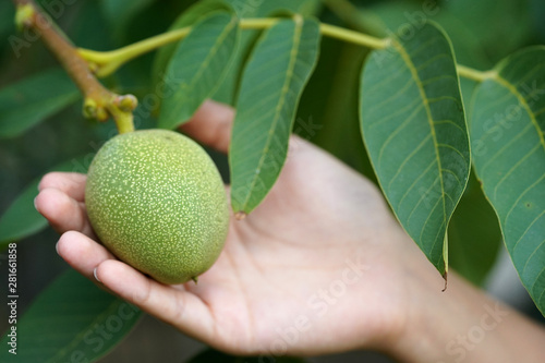 young walnuts with leaves. green walnut on a branch with fresh leaves. nuts are rich in minerals and vitamins. healthy and healthy snack 