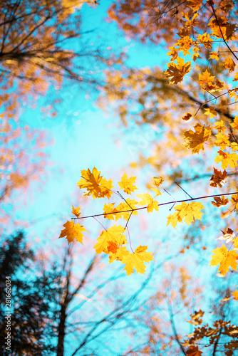 Golden autumn concept with copy space. Sunny day  warm weather. Autumn yellow leaves on blue sky background.