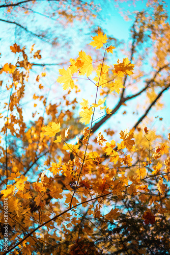 Autumn yellow leaves on blue sky background. Golden autumn concept. Sunny day  warm weather.